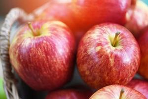 färska röda äpplen fruktträdgård - skörd äpple i korgen samla fruktträdgård foto