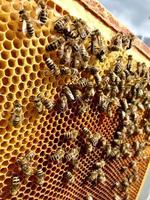 bevingade bi flyger sakta för att honungskaka samla nektar