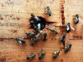 bevingat bi flyger sakta till honungskaka samla nektar för honung på privat bigård