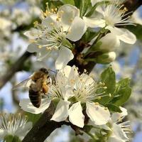bevingat bi flyger långsamt till växten, samlar nektar för honung