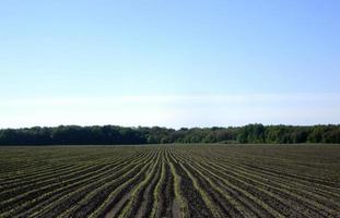 plöjt fält för potatis i brun jord på öppen landsbygd natur
