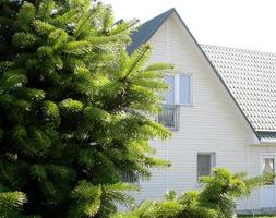 gröna spetsiga trädgrenar är symbol för nyår och jul. foto