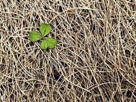 klöver med fyra blad på naturlig hö bakgrund. symbol för tur och drömmar. shamrock växt, lyckobringare. natur bakgrund med tomt utrymme. st patrick dag kort foto