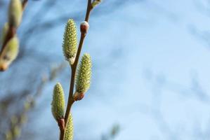 pil blossom, påsk pil på himmel bakgrund foto