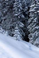 orörd snö och vita tallar i alpskog foto