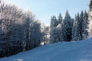 ljusa snötäckta trädgrenar i vinterskogen foto