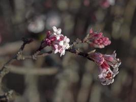 rosa blomma av kulvers rot viburnum farreri foto