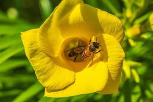 honungsbin klättrar flyga in i gul oleanderblomma i Mexiko. foto