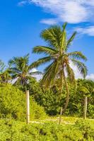 tropiska palmer med blå himmel playa del carmen mexico.