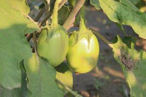 brinjal på träd i gården för skörd foto