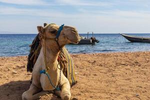 kamelen på stranden foto