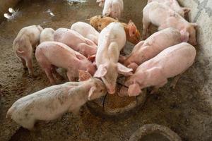 smågrisar klättrar på att äta mat på en grisfarm. foto