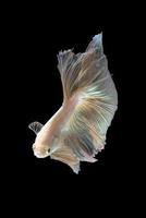 närbild konst rörelse av betta fisk eller siamesisk kamp fisk isolerad på svart bakgrund foto