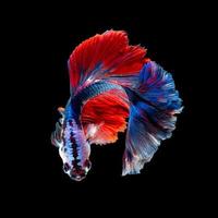 närbild konst rörelse av betta fisk eller siamesisk kamp fisk isolerad på svart bakgrund foto