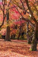 vacker natur färgglada trädlöv i japansk zenträdgård under höstsäsongen i Kyoto, Japan. foto