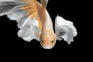 abstrakt närbild konströrelse av betta fisk, siamesisk kampfisk isolerad på svart background.fine art designkoncept. foto