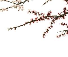 abstrakt blomma blommande gren överlägg av våren körsbärsblommor träd på vitt. foto
