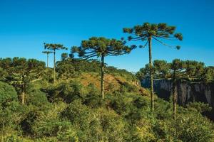 itaimbezinho kanjon med branta steniga klippor på en platt platå täckt av skog och tallar nära cambara do sul. en liten lantstad i södra Brasilien med fantastiska naturliga turistattraktioner. foto