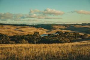 landskap av lantliga lågland som kallas pampas med lundar och kullar täckta av torra buskar vid solnedgången nära cambara do sul. en liten lantstad i södra Brasilien med fantastiska naturliga turistattraktioner. foto