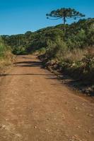 grusväg som går genom skog med tallar i nationalparken aparados da serra, nära cambara do sul. en liten lantstad i södra Brasilien med fantastiska naturliga turistattraktioner. foto