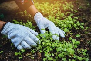 kvinna asien växt jordbruk grönsak. grönsaksträdgårdsodling och separera den tidiga tillväxten. plantera grönsak kinakål foto