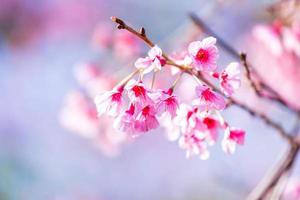 körsbärsblomma prunus cerasoides eller vilda himalaya-körsbär, jättetigerblomma i phu lom lo, phetchaboon, thailand. foto