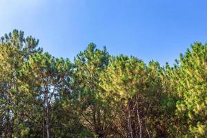 vacker lärkskogsommar med olika träd, tallskog grön på berget på naturstig med blå himmel med vitt moln. foto