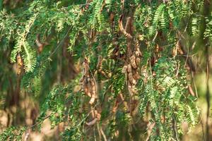 rå tamarind på tamarindträdet i trädgården med naturlig sommarbakgrund i thailand. foto