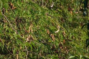 rå tamarind på tamarindträdet i trädgården med naturlig sommarbakgrund i thailand. foto