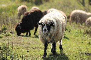 porträtt av får betar utanför i gräset på ängen. en flock får och baggar. selektiv fokusering. foto