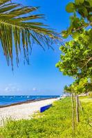 tropisk naturlig strand 88 palmträd playa del carmen mexico. foto