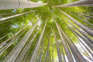 uprisens vinkel av bambuskog med strålande morgonsolsken i Kyoto, Japan foto