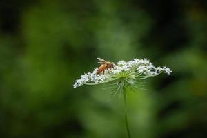 bi som pollinerar en blomma foto