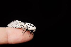 trä leopard moth zeuzera pyrina på en svart bakgrund foto