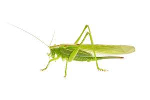 grön gräshoppa isolerad på en vit foto