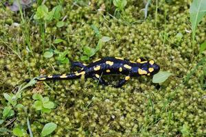 eld salamander salamandra salamandra i en natur foto