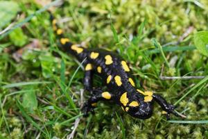 eld salamander salamandra salamandra i en natur foto