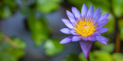 lila lotusblommor i tropisk trädgård sjö, damm. blommig natur med suddigt djungellandskap foto