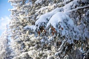 kottar på snötäckt gren i starkt solsken foto