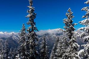 snötäckta tallar med molnig bergskedja i bakgrunden foto