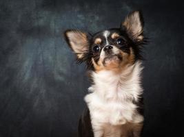 chihuahua liten hund foto