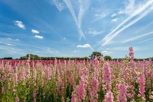 delphinium blomstergård foto