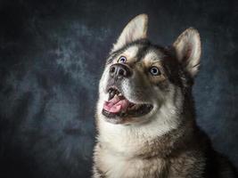 siberian husky med blå ögon foto