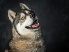 siberian husky med blå ögon foto