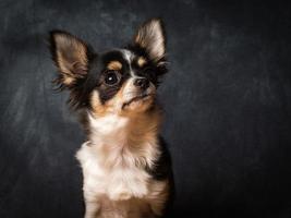 chihuahua liten hund foto