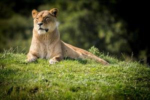 kvinnliga lejon på gräs foto