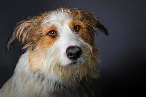 scruffy hund med stora bruna ögon på grå bakgrund foto