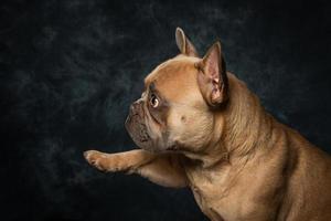 fransk bulldog frenchy foto