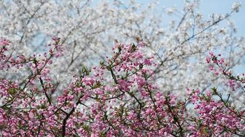 de vackra vita körsbärsblommorna som blommar i parken i Kina på våren foto