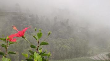 ett blommande träd med rosa blommor på bakgrunden av bergen foto